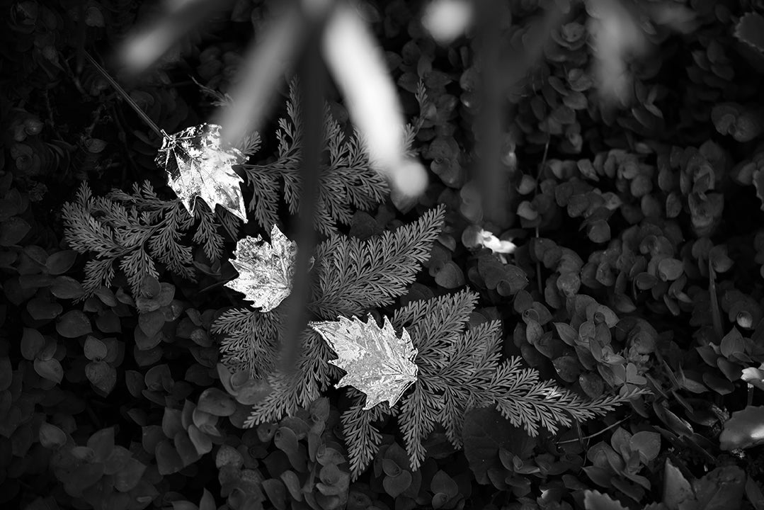 Broches de folha de plátano